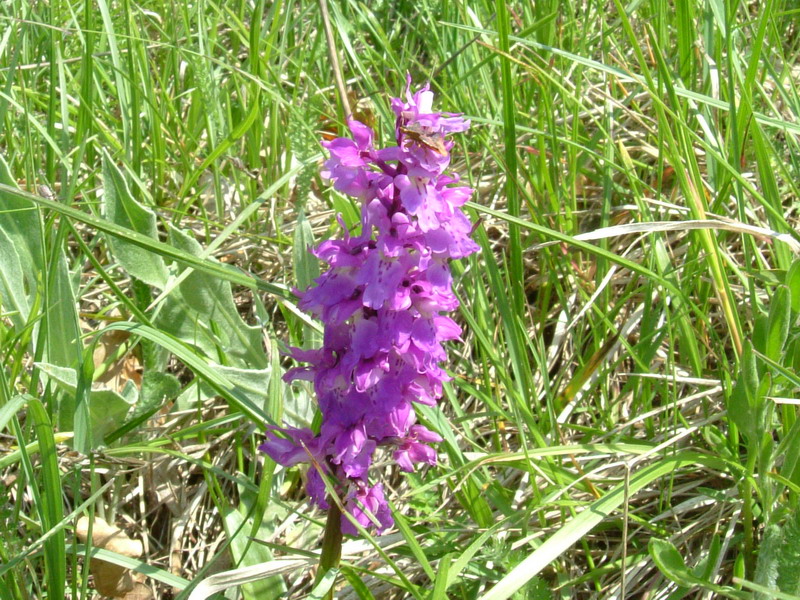 Orchis mascula